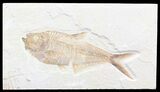 Detailed, Diplomystus Fossil Fish - Wyoming #41047-1